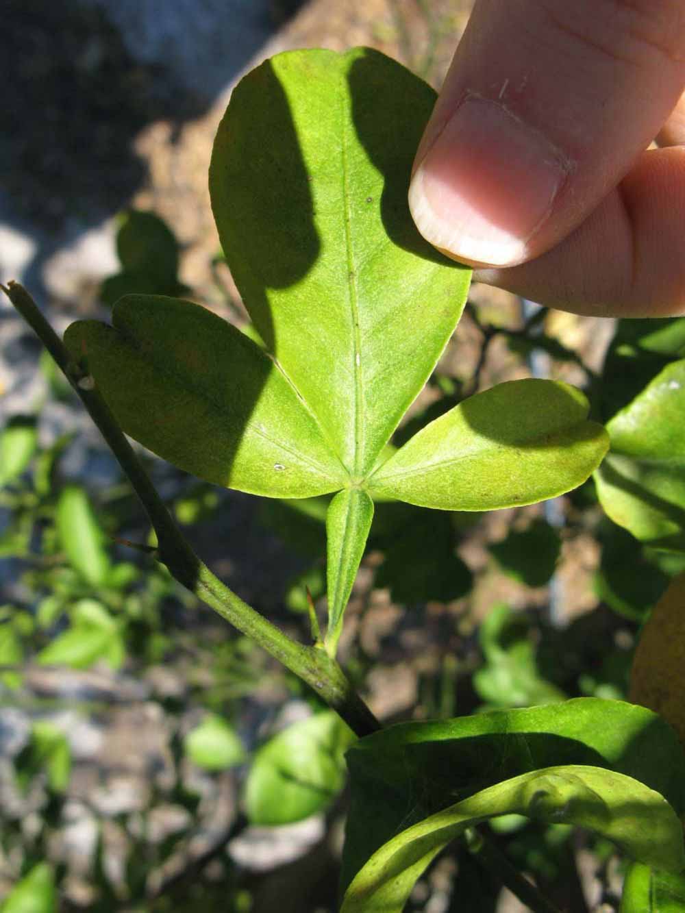              Trifoliolate leaf (Winter Haven, FL)       